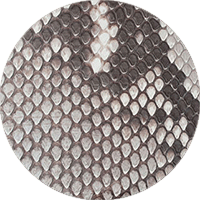 マットパイソン